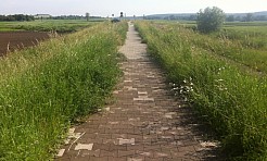 Ścieżki zarosły chaszczami - Serwis informacyjny z Raciborza - naszraciborz.pl