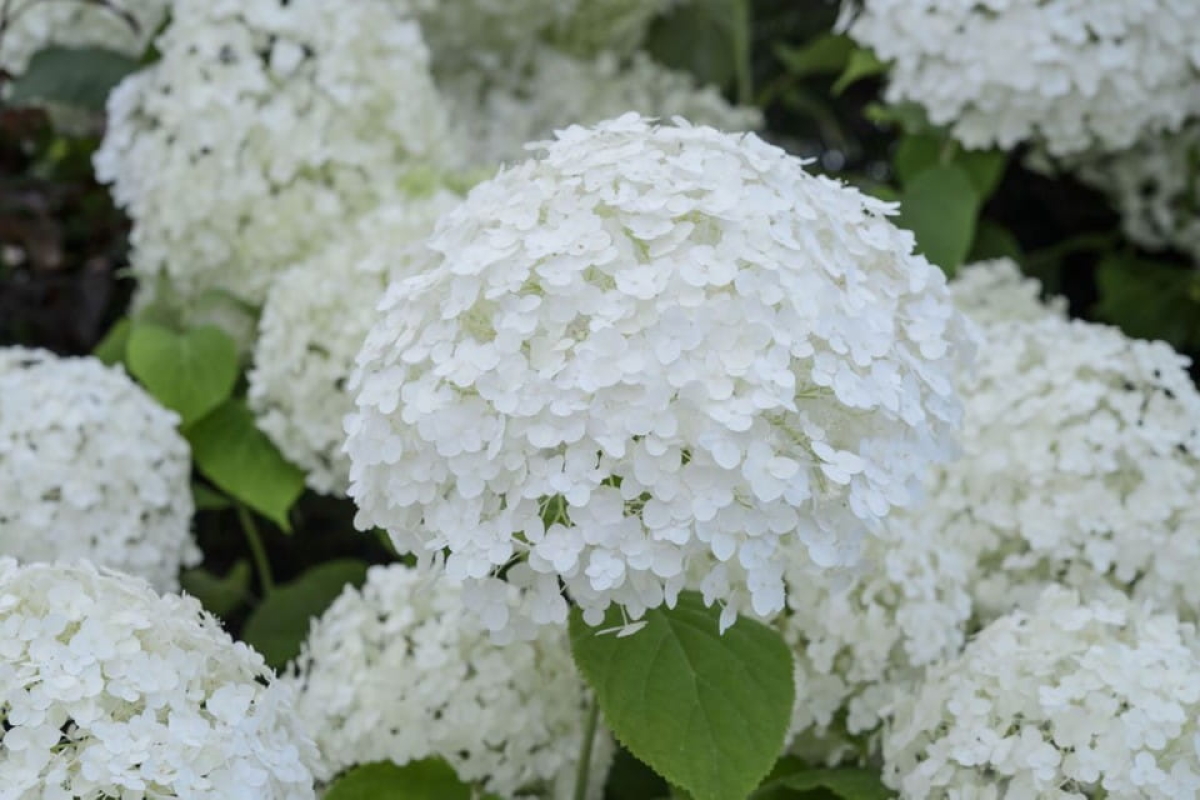 hortensjaannabellee