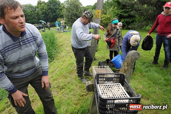Zdjęcie w galerii na portalu naszraciborz.pl: Wędkarski Dzień Dziecka na Trzecioku wiadomości z regionu