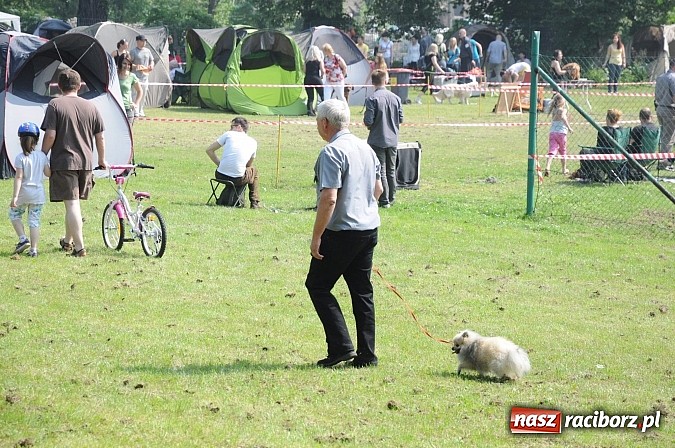 Zdjęcie w galerii na portalu naszraciborz.pl: Na stadionie ruszyła wystawa psów rasowych wiadomości z regionu