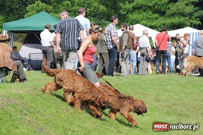 Zdjęcie w galerii na portalu naszraciborz.pl: Na stadionie ruszyła wystawa psów rasowych wiadomości z regionu