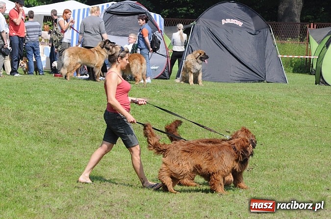 Zdjęcie w galerii na portalu naszraciborz.pl: Na stadionie ruszyła wystawa psów rasowych wiadomości z regionu