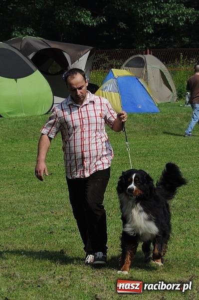 Zdjęcie w galerii na portalu naszraciborz.pl: Na stadionie ruszyła wystawa psów rasowych wiadomości z regionu