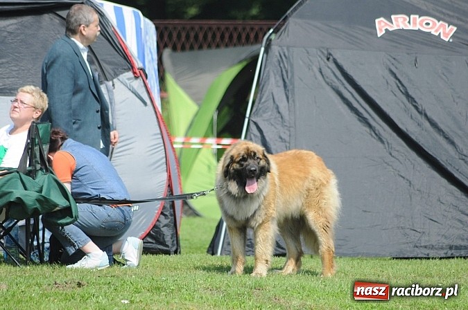 Zdjęcie w galerii na portalu naszraciborz.pl: Na stadionie ruszyła wystawa psów rasowych wiadomości z regionu