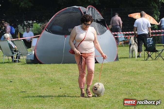 Zdjęcie w galerii na portalu naszraciborz.pl: Na stadionie ruszyła wystawa psów rasowych wiadomości z regionu