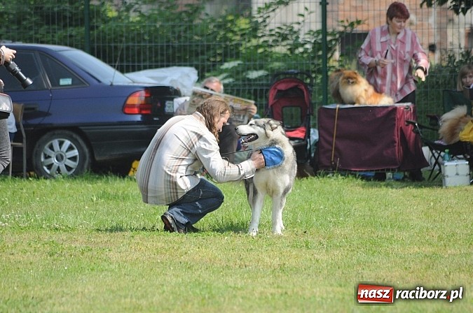Zdjęcie w galerii na portalu naszraciborz.pl: Na stadionie ruszyła wystawa psów rasowych wiadomości z regionu