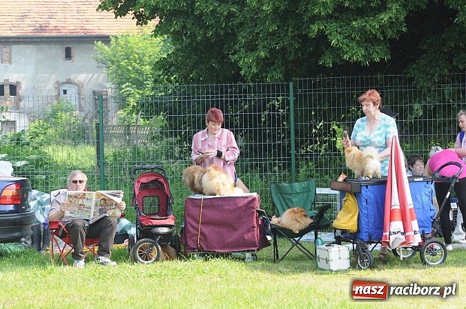 Zdjęcie w galerii na portalu naszraciborz.pl: Na stadionie ruszyła wystawa psów rasowych wiadomości z regionu