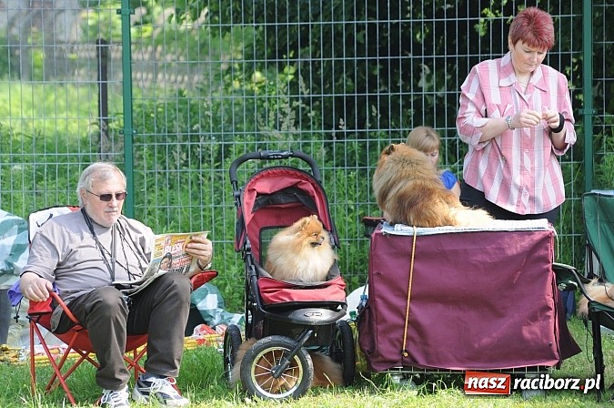 Zdjęcie w galerii na portalu naszraciborz.pl: Na stadionie ruszyła wystawa psów rasowych wiadomości z regionu