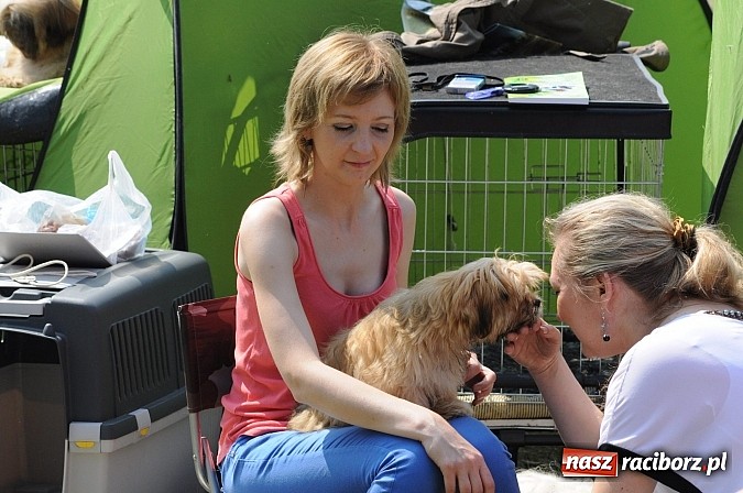 Zdjęcie w galerii na portalu naszraciborz.pl: Na stadionie ruszyła wystawa psów rasowych wiadomości z regionu
