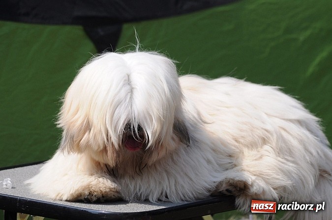 Zdjęcie w galerii na portalu naszraciborz.pl: Na stadionie ruszyła wystawa psów rasowych wiadomości z regionu