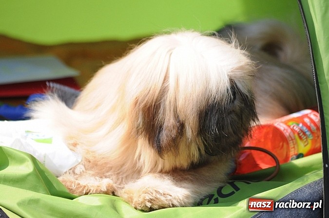 Zdjęcie w galerii na portalu naszraciborz.pl: Na stadionie ruszyła wystawa psów rasowych wiadomości z regionu