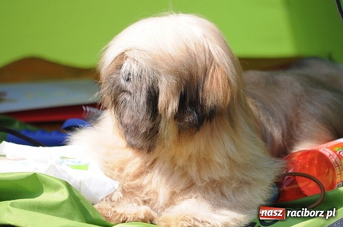 Zdjęcie w galerii na portalu naszraciborz.pl: Na stadionie ruszyła wystawa psów rasowych wiadomości z regionu