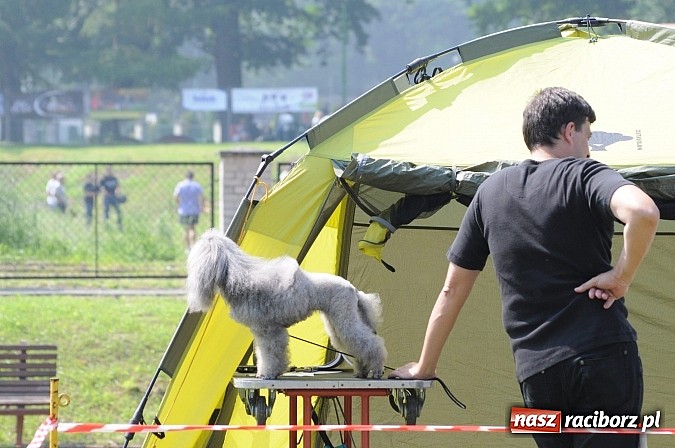 Zdjęcie w galerii na portalu naszraciborz.pl: Na stadionie ruszyła wystawa psów rasowych wiadomości z regionu