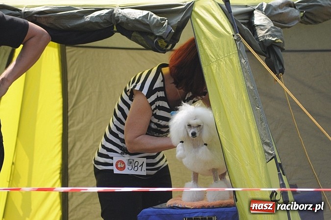 Zdjęcie w galerii na portalu naszraciborz.pl: Na stadionie ruszyła wystawa psów rasowych wiadomości z regionu