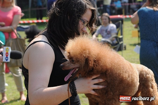 Zdjęcie w galerii na portalu naszraciborz.pl: Na stadionie ruszyła wystawa psów rasowych wiadomości z regionu