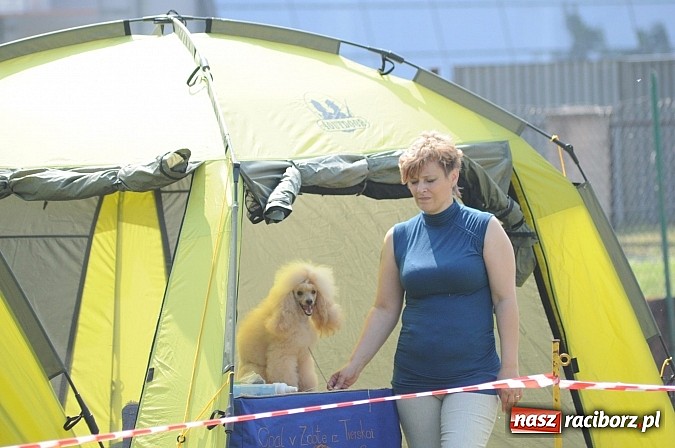 Zdjęcie w galerii na portalu naszraciborz.pl: Na stadionie ruszyła wystawa psów rasowych wiadomości z regionu