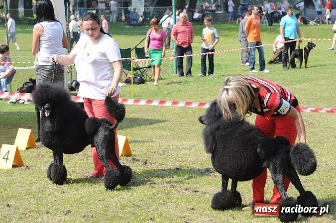 Zdjęcie w galerii na portalu naszraciborz.pl: Na stadionie ruszyła wystawa psów rasowych wiadomości z regionu