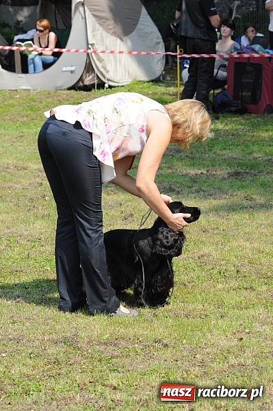 Zdjęcie w galerii na portalu naszraciborz.pl: Na stadionie ruszyła wystawa psów rasowych wiadomości z regionu