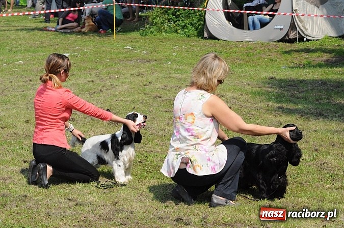 Zdjęcie w galerii na portalu naszraciborz.pl: Na stadionie ruszyła wystawa psów rasowych wiadomości z regionu