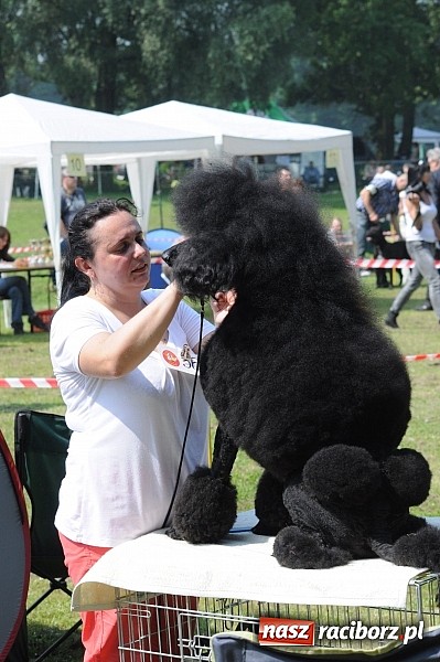 Zdjęcie w galerii na portalu naszraciborz.pl: Na stadionie ruszyła wystawa psów rasowych wiadomości z regionu