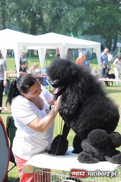 Zdjęcie w galerii na portalu naszraciborz.pl: Na stadionie ruszyła wystawa psów rasowych wiadomości z regionu