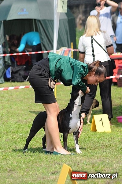 Zdjęcie w galerii na portalu naszraciborz.pl: Na stadionie ruszyła wystawa psów rasowych wiadomości z regionu