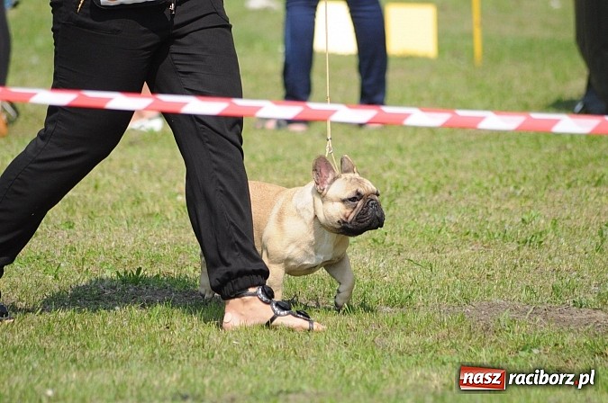 Zdjęcie w galerii na portalu naszraciborz.pl: Na stadionie ruszyła wystawa psów rasowych wiadomości z regionu