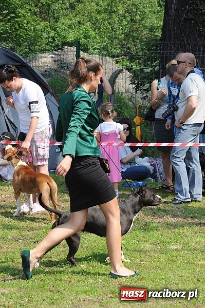 Zdjęcie w galerii na portalu naszraciborz.pl: Na stadionie ruszyła wystawa psów rasowych wiadomości z regionu