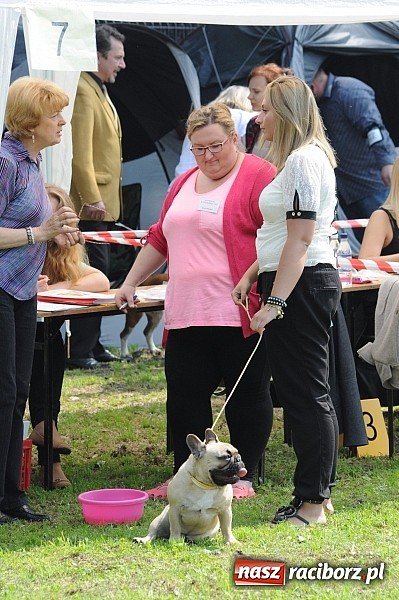 Zdjęcie w galerii na portalu naszraciborz.pl: Na stadionie ruszyła wystawa psów rasowych wiadomości z regionu