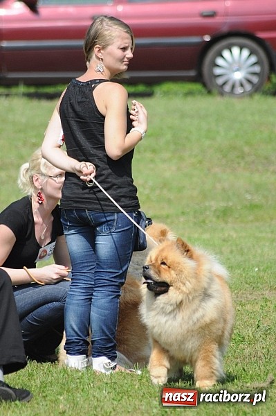 Zdjęcie w galerii na portalu naszraciborz.pl: Na stadionie ruszyła wystawa psów rasowych wiadomości z regionu