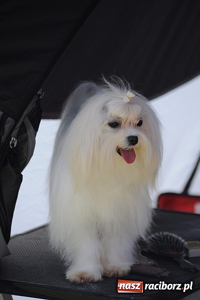 Zdjęcie w galerii na portalu naszraciborz.pl: Na stadionie ruszyła wystawa psów rasowych wiadomości z regionu