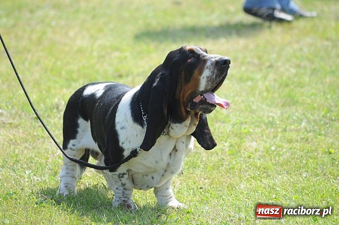 Zdjęcie w galerii na portalu naszraciborz.pl: Na stadionie ruszyła wystawa psów rasowych wiadomości z regionu