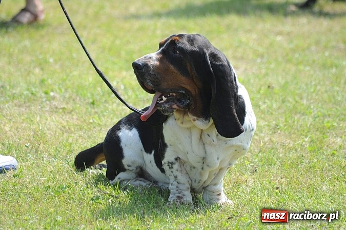 Zdjęcie w galerii na portalu naszraciborz.pl: Na stadionie ruszyła wystawa psów rasowych wiadomości z regionu
