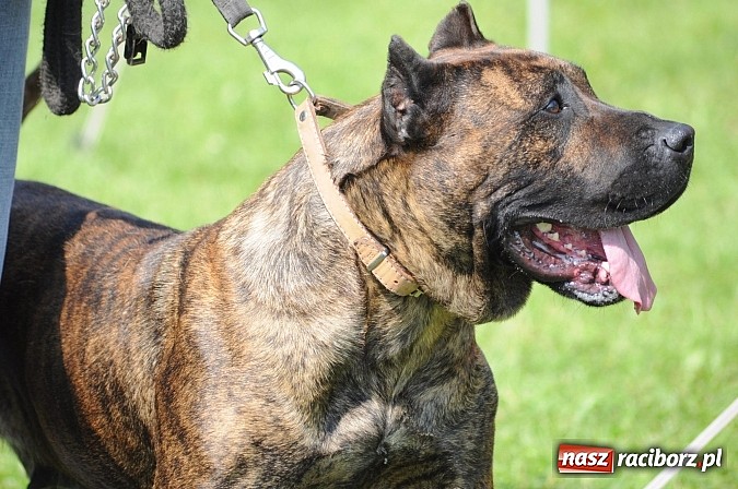 Zdjęcie w galerii na portalu naszraciborz.pl: Na stadionie ruszyła wystawa psów rasowych wiadomości z regionu