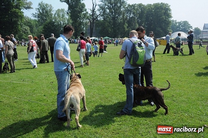 Zdjęcie w galerii na portalu naszraciborz.pl: Na stadionie ruszyła wystawa psów rasowych wiadomości z regionu