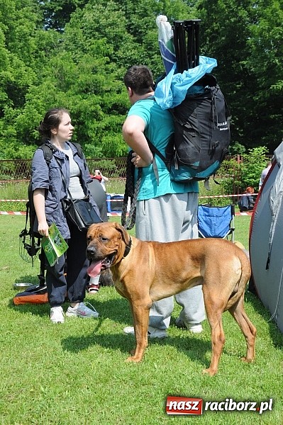 Zdjęcie w galerii na portalu naszraciborz.pl: Na stadionie ruszyła wystawa psów rasowych wiadomości z regionu