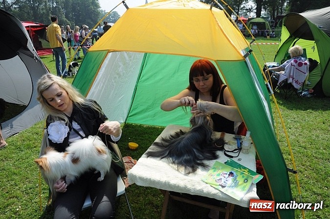 Zdjęcie w galerii na portalu naszraciborz.pl: Na stadionie ruszyła wystawa psów rasowych wiadomości z regionu