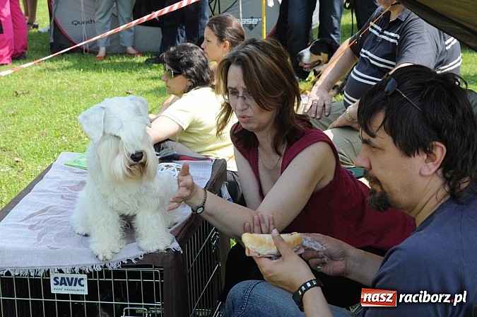 Zdjęcie w galerii na portalu naszraciborz.pl: Na stadionie ruszyła wystawa psów rasowych wiadomości z regionu