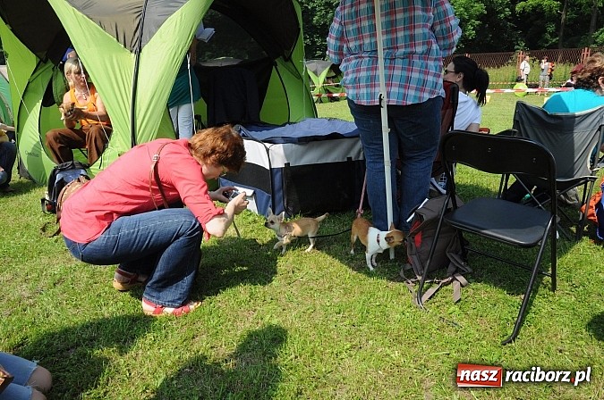 Zdjęcie w galerii na portalu naszraciborz.pl: Na stadionie ruszyła wystawa psów rasowych wiadomości z regionu