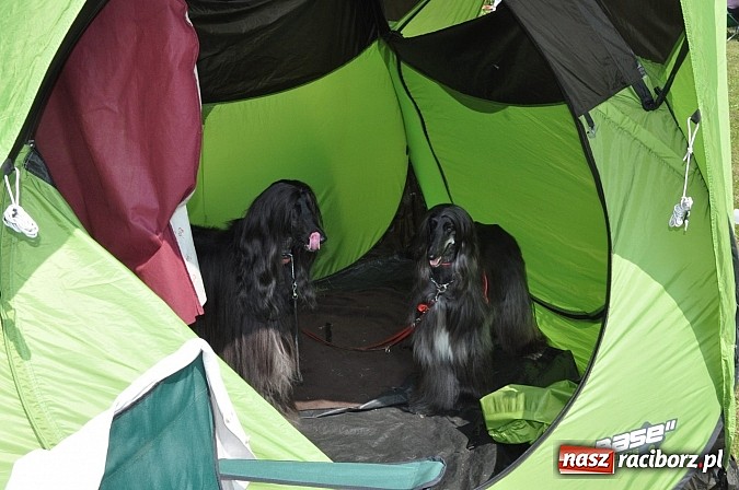 Zdjęcie w galerii na portalu naszraciborz.pl: Na stadionie ruszyła wystawa psów rasowych wiadomości z regionu