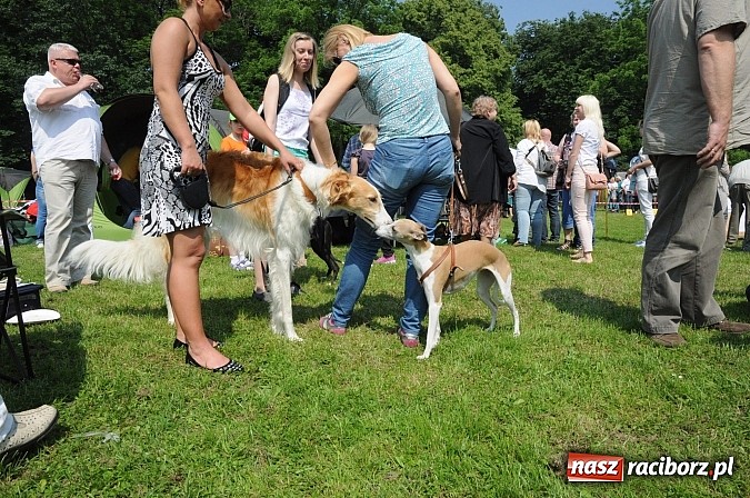 Zdjęcie w galerii na portalu naszraciborz.pl: Na stadionie ruszyła wystawa psów rasowych wiadomości z regionu
