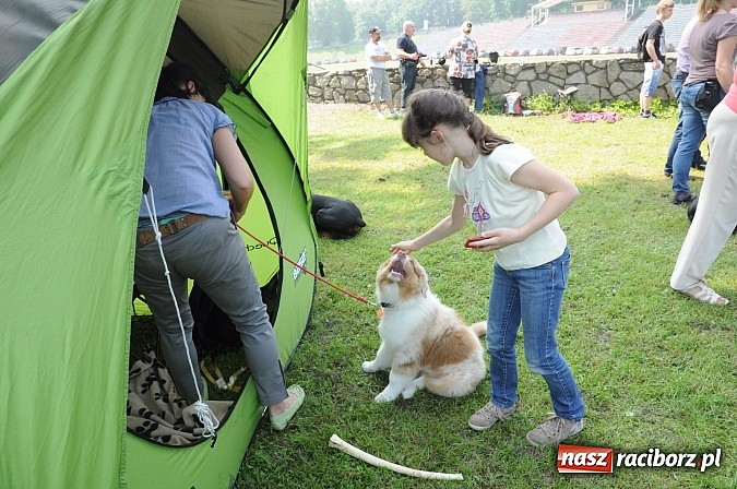 Zdjęcie w galerii na portalu naszraciborz.pl: Na stadionie ruszyła wystawa psów rasowych wiadomości z regionu
