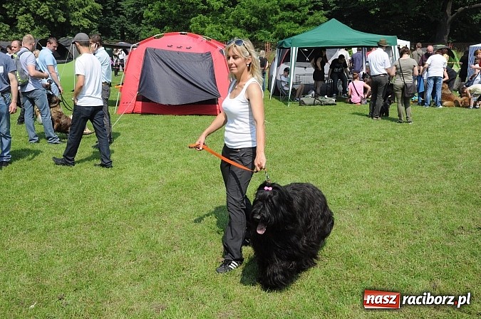 Zdjęcie w galerii na portalu naszraciborz.pl: Na stadionie ruszyła wystawa psów rasowych wiadomości z regionu