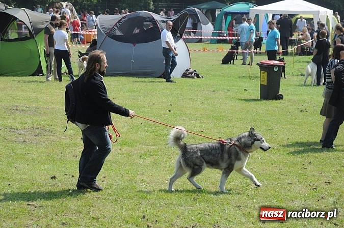 Zdjęcie w galerii na portalu naszraciborz.pl: Na stadionie ruszyła wystawa psów rasowych wiadomości z regionu