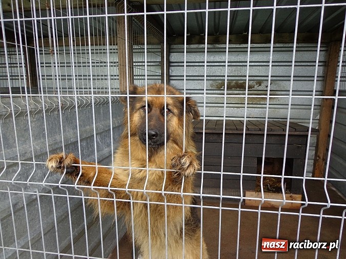 Zdjęcie w galerii na portalu naszraciborz.pl: Wymienili karę na karmę dla zwierząt wiadomości z regionu