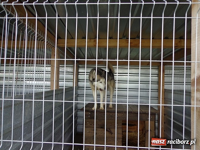 Zdjęcie w galerii na portalu naszraciborz.pl: Wymienili karę na karmę dla zwierząt wiadomości z regionu