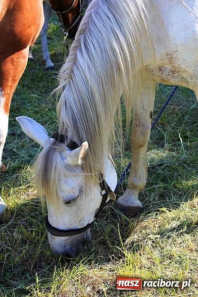 Zdjęcie w galerii na portalu naszraciborz.pl: Amatorskie zawody w stylu western w Kuźni Raciborskiej wiadomości z regionu