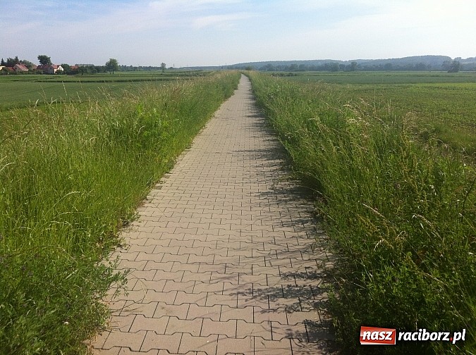 Zdjęcie w galerii na portalu naszraciborz.pl: Ścieżki zarosły chaszczami wiadomości z regionu