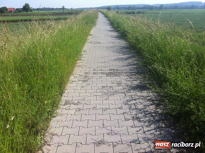 Zdjęcie w galerii na portalu naszraciborz.pl: Ścieżki zarosły chaszczami wiadomości z regionu
