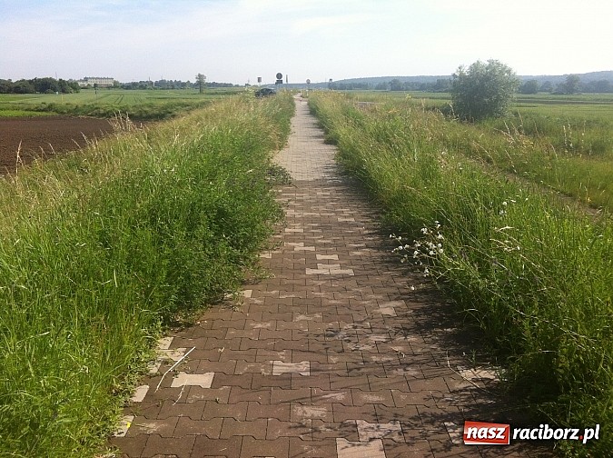Zdjęcie w galerii na portalu naszraciborz.pl: Ścieżki zarosły chaszczami wiadomości z regionu